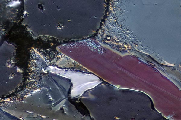 40x Hoffman Modulation Contrast with polarization stack with Zerene Stacker PMax stack of 8 images